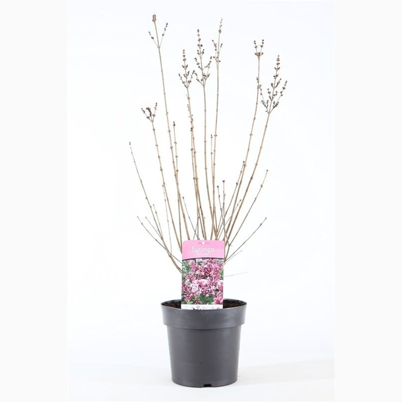 Syren – Syringa 'Josée' - C4,6